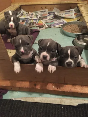 Pitbull