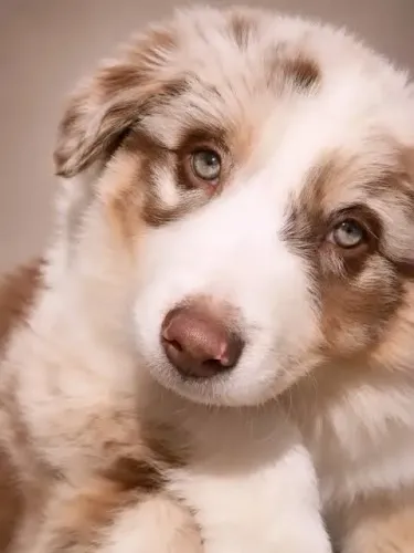 Border collie filhote red merle
