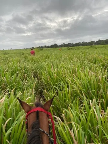 fazenda 40 alqueires prontos fica a 180 km de Belém no Pará por R$ 3.5 milhões 