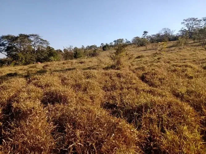 Terreno 29ha, terra boa e quase todo formado em branquearão, Baldim.