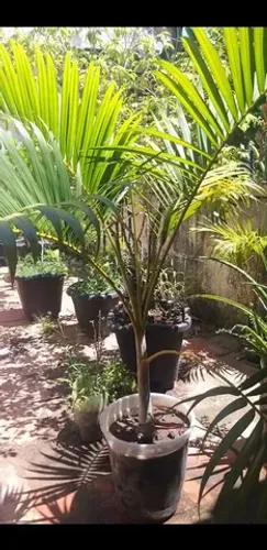 Palmeira Areca Bambu