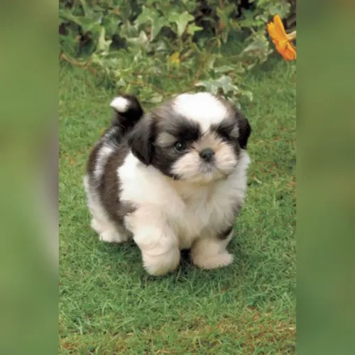Shih Tzu os mais lindos filhotes