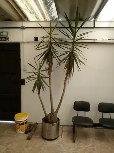 Palmeiras Yucca natural adulta