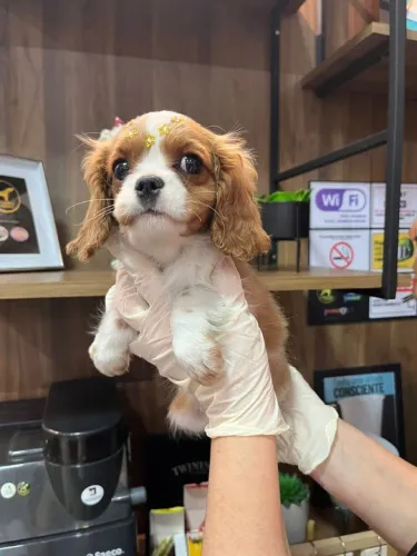 Filhote Cavalier King - Pedigree Transferido, Manual Impresso e Consulta de Cortesia
