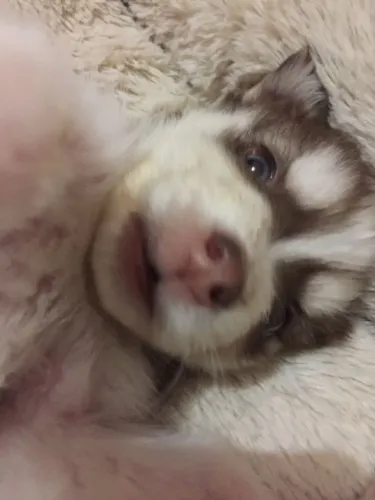 Husky Sibeiano ama o geladinho