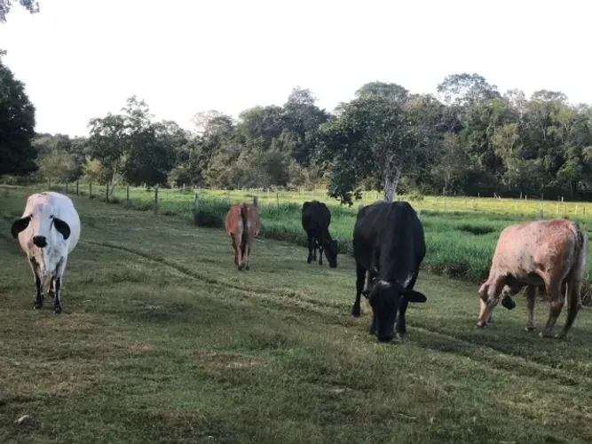 Fazenda 22 hectares na Manuel Urbano 850.000