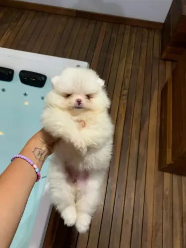 Lulu da pomerania branquinha - super carinhosa