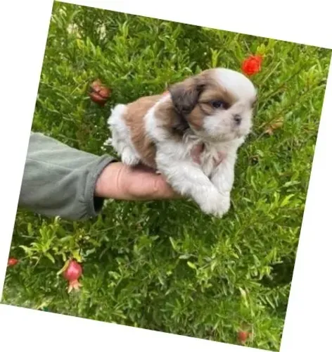 Lhasa Apso Creme Macho - Pequeno, Leal e Adorável!