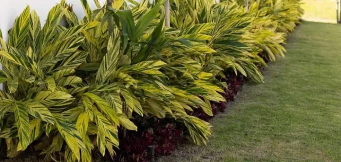 Alpinia Variegata
