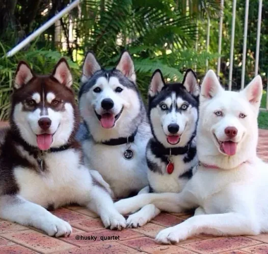  filhotes Husky Siberiano um conjunto familiar de lobos