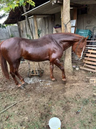 Cavalo Garanhão quarto de milha PO