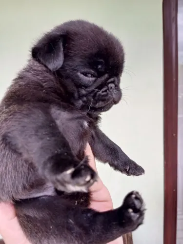  Filhotes de Pug disponível 