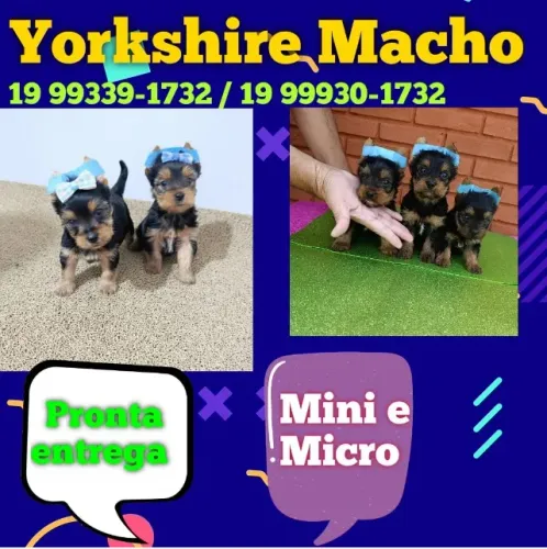 Yorkshire Macho Um Charme Que Encanta Corações