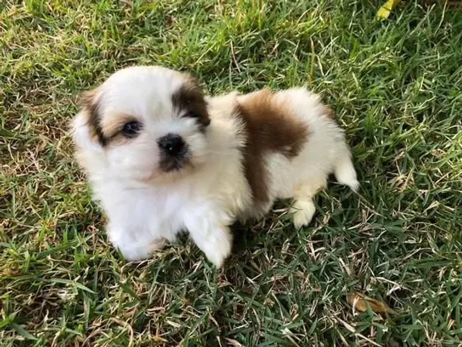 Filhote Shih Tzu, Nada como ser recebido com pulinhos e lambeijos todos os dias!