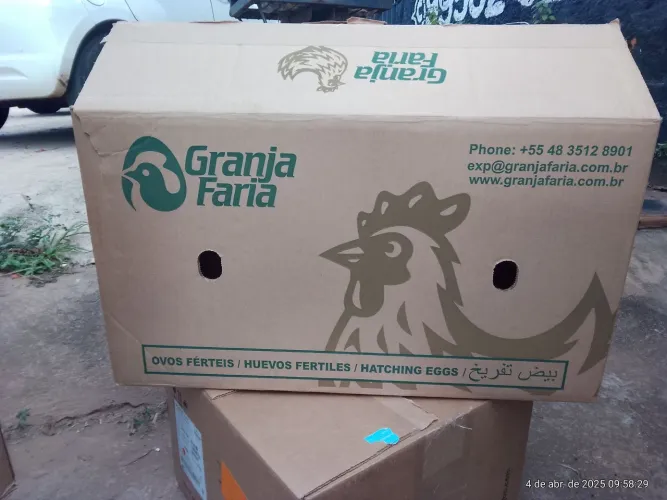 Caixa de ovo - novas
