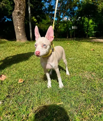 Pinscher Albino (Izabel)