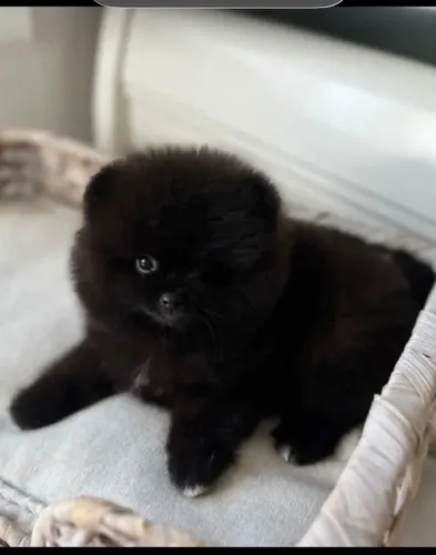 Spitz alemão anão macho ( super preço)