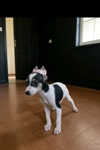 Pinscher Zero Encantadora