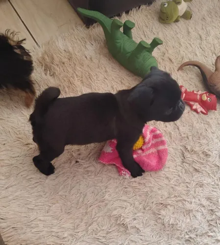 Mine Pug macho Black 
