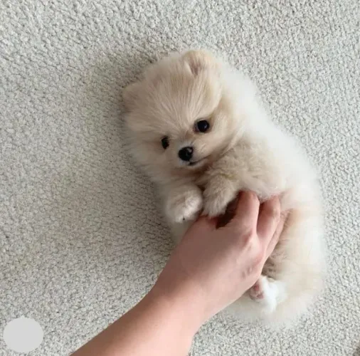 Filhotes de Spitz Alemão | Um cachorro que conquista em cada olhar.