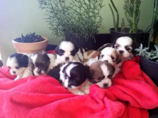 VENDO LINDOS FILHOTES DE LHASA APSO!!!