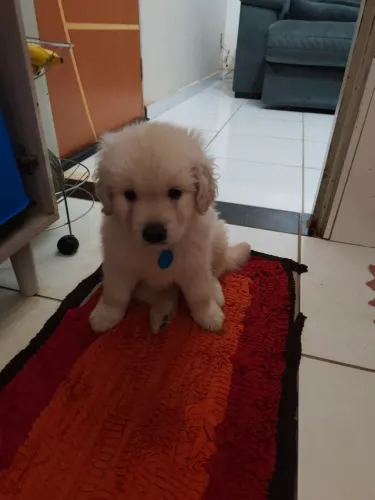Vendo Pet filhote macho Golden Retriever