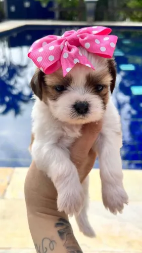 Shih Tzu adorável procurando novo lar