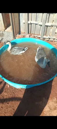 TROCO GANSOS POR PATOS