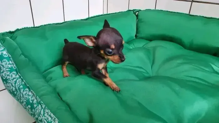 Pinscher 00 Mini Filhotes em Bh
