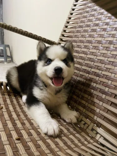 Husky Siberiano - Disponível para venda