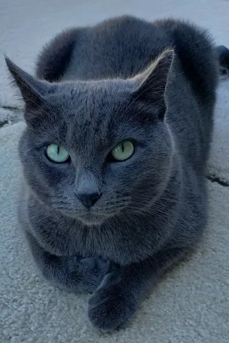 VENDE-SE GATA ADULTA CINZA - RUSSIAN BLUE (AZUL RUSSO)