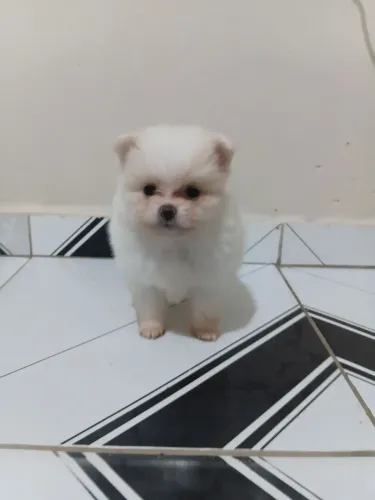 Lulu da pomerania anão macho 