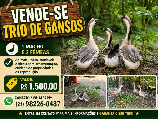 Gansos 