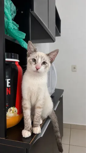 Adoção Responsável 