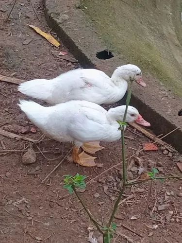 Patos 