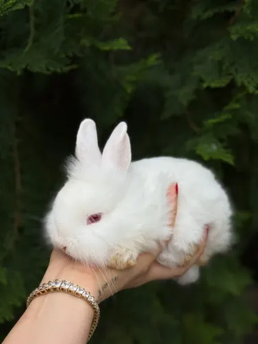 Mini coelhos de olhos azuis 