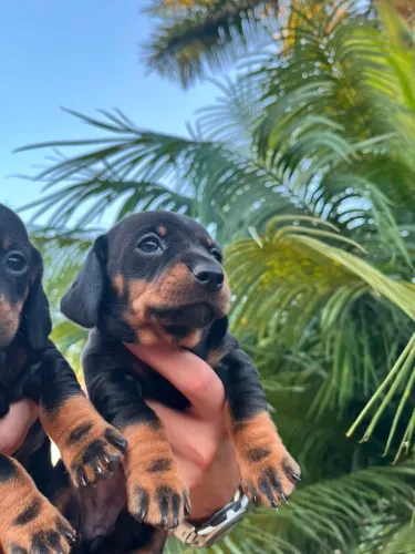 Filhotes Basset Dachshund