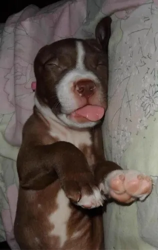 Pitbull O Presente Mais Fofo Que Você Vai Encontrar 