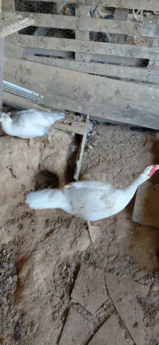 Lindo casal de patos