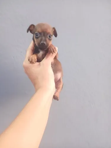 Pinscher N °1  Tenho Apenas machinhos disponíveis.  Filhote de porte bem pequenos. 