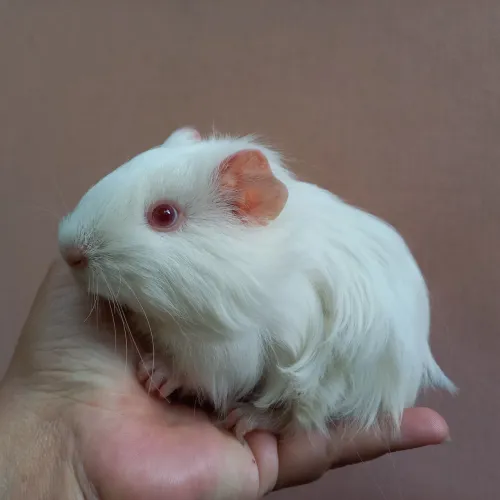 Promoção Porquinho da Índia Sheltie
