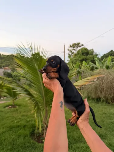 BASSET DACHSHUND BLACK AND TAN FÊMEA MINI