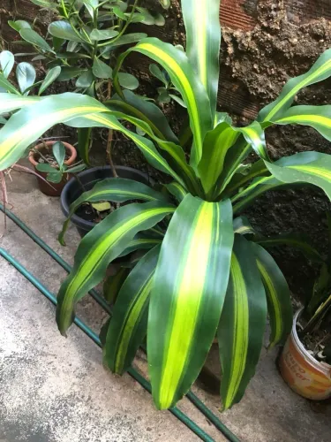 Planta 