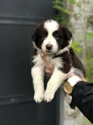 Border Collie de Alta Qualidade com Garantia de Saúde e Contrato de Compra e Venda