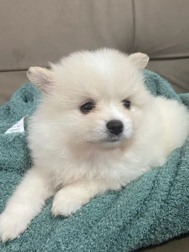 Filhote de Lulu