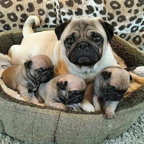 Pug O melhor pedaço do seu dia