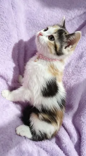 Gato fêmea tricolor com 50 dias