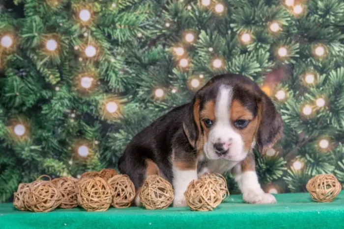 Filhotes de Beagle | Carinho que ilumina o dia.