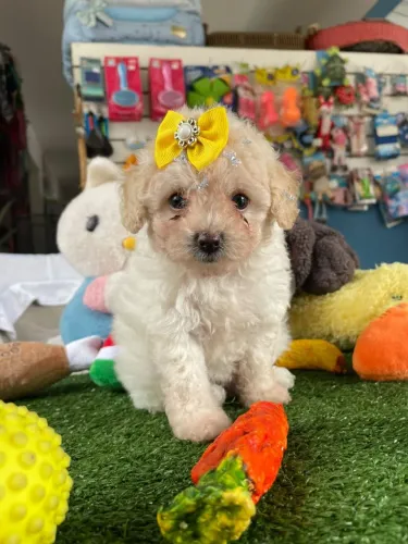 Filhote de poodle fêminha toy