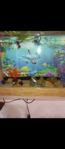 Aquário pra peixes 200 reais 5x no cartão * a vista proposta 45x30x27 vai cm tudo